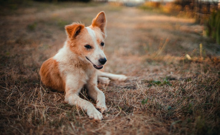 El lenguaje corporal - Perro con la boca abierta con una oreja erecta y otra doblada.