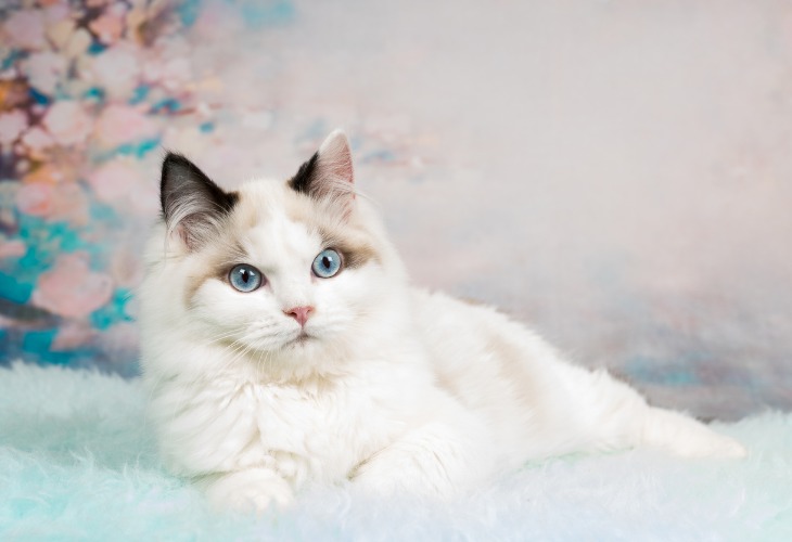 Gatito Ragdoll