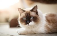 Gato de raza Ragdoll alargado