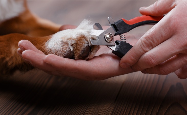 Cómo cortar las uñas de su perro.