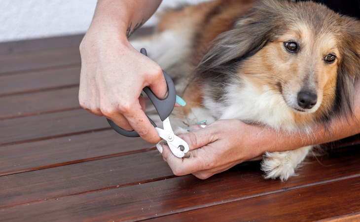 Cortar las uñas de tu perro.
