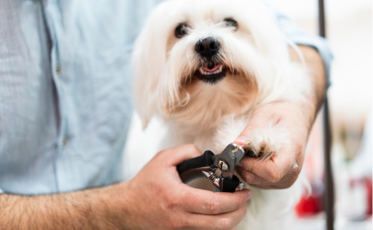 Cómo cortar las uñas de su perro.