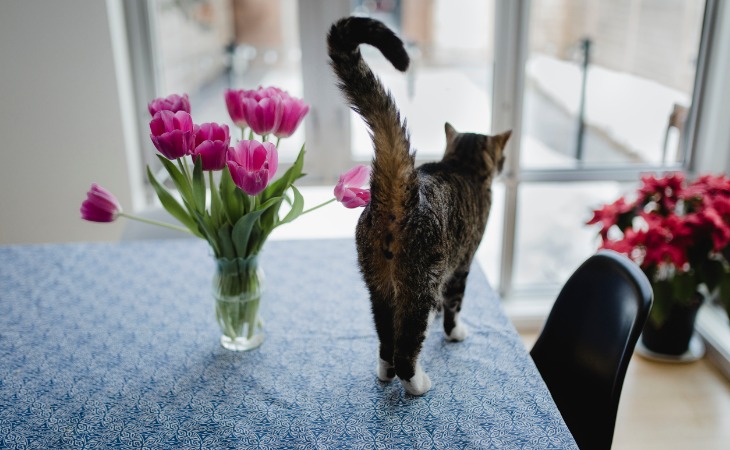 Gato sobre la mesa con la cola levantada.