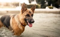 Perro pastor alemán bañándose en el agua.