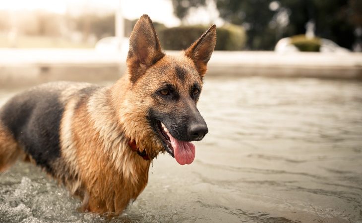 Perro pastor alemán bañándose en el agua.