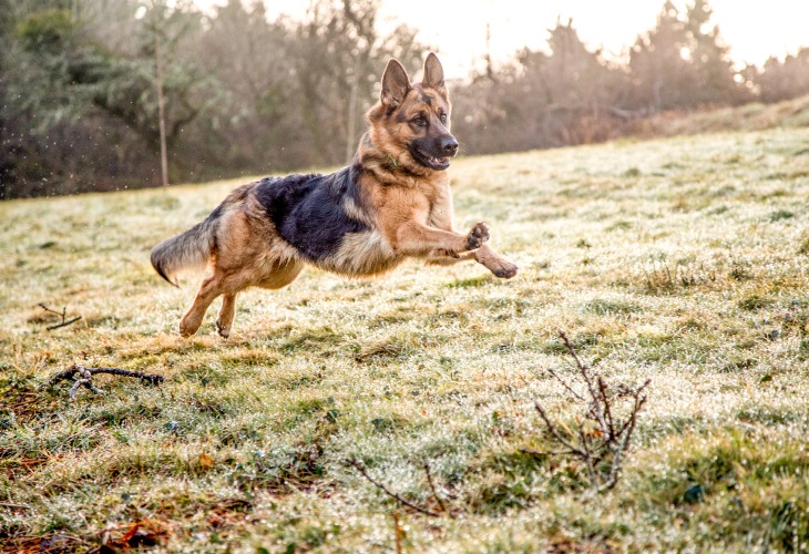 Perro pastor alemán corriendo en la pradera.