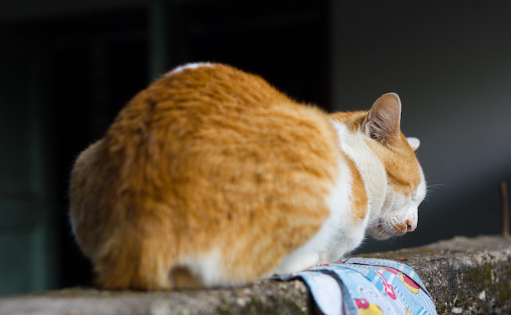 El trasero de un gato