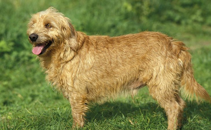 Basset leonado de Bretaña