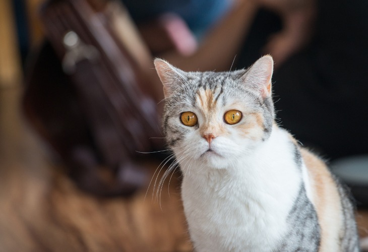 Los ojos del American Wirehair son grandes y están muy separados.