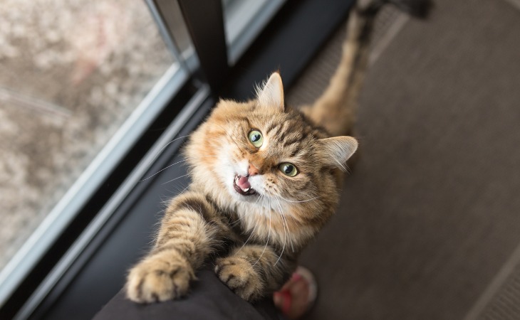 Gato impaciente maullando.