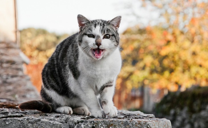 Gato maullando fuera.