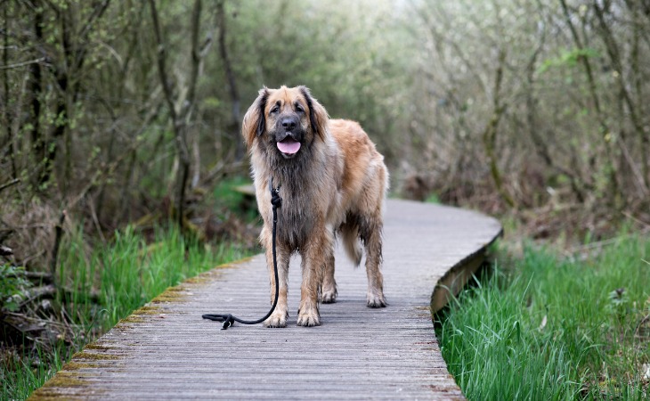Raza de perros grandes: el Leonberger