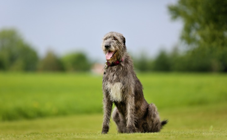 Raza de perros grandes: el lobero irlandés