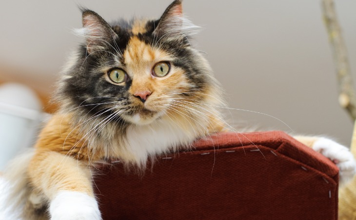 Maine Coon tricolor.