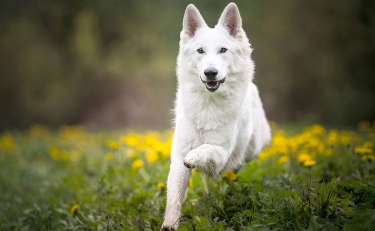 Perro pastor suizo blanco corriendo en la hierba.