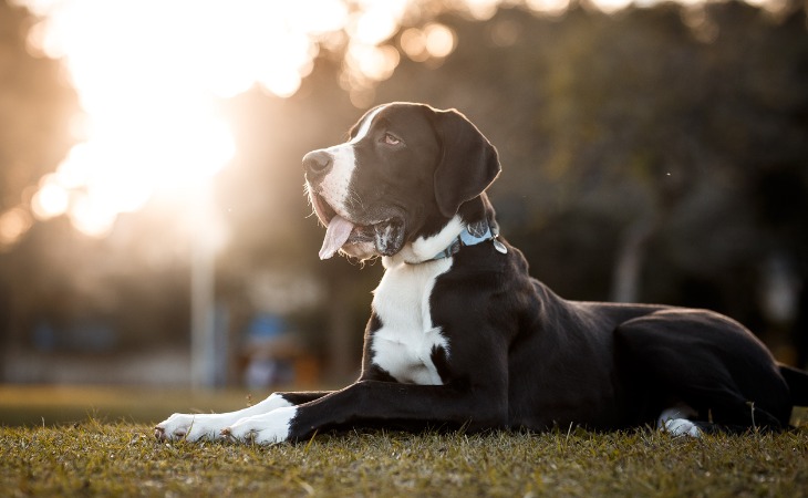 Raza de perros grandes: el gran danés