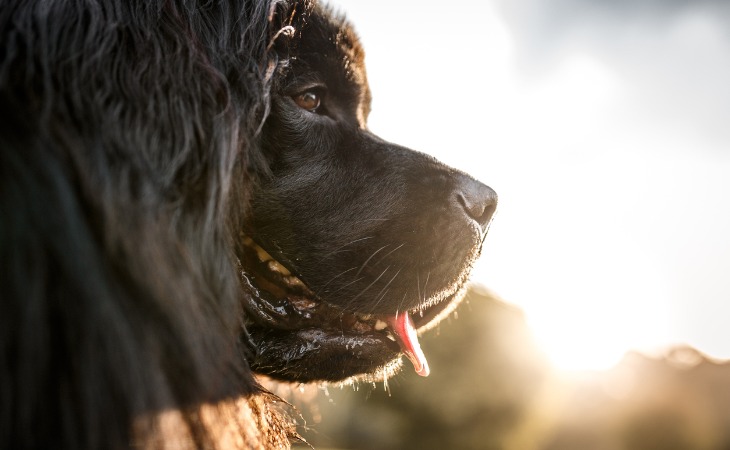 Raza de perros grandes: el Terranova