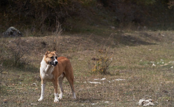 Raza de perros grandes: el perro pastor de Anatolia