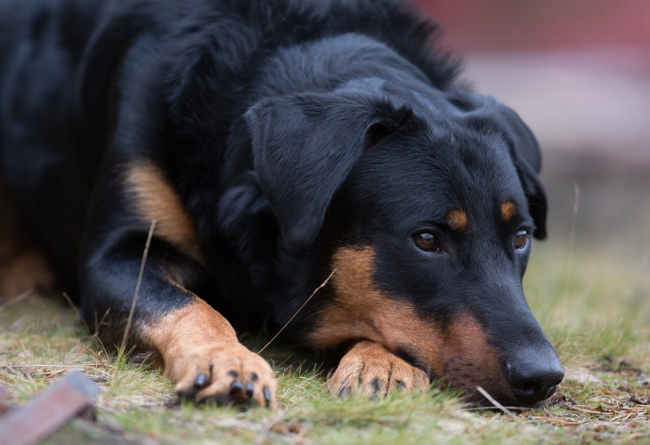 El Beauceron tiene una inteligencia notable.