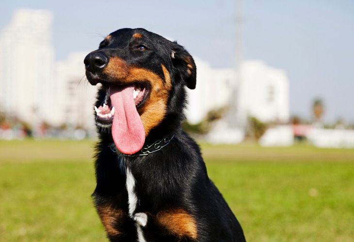 El Beauceron tiene un pelaje corto.