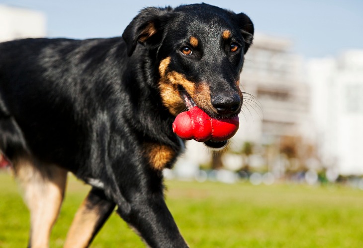 El Beauceron es un deportista y disfruta de las actividades al aire libre.