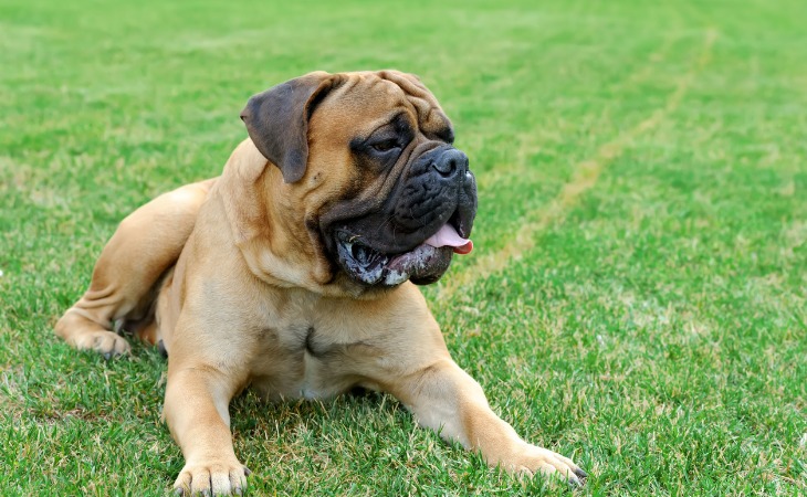 Raza de perros grandes: el Mastín