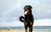 Perro de raza Beauceron