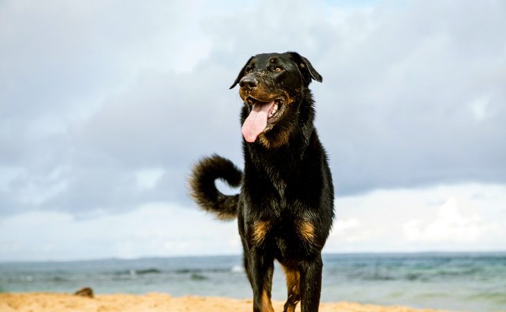 Perro de raza Beauceron