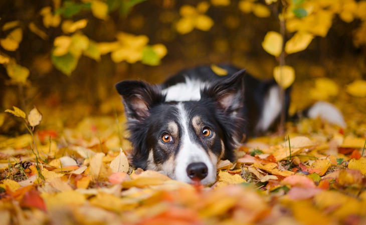 Perro Border Collie tumbado sobre las hojas.