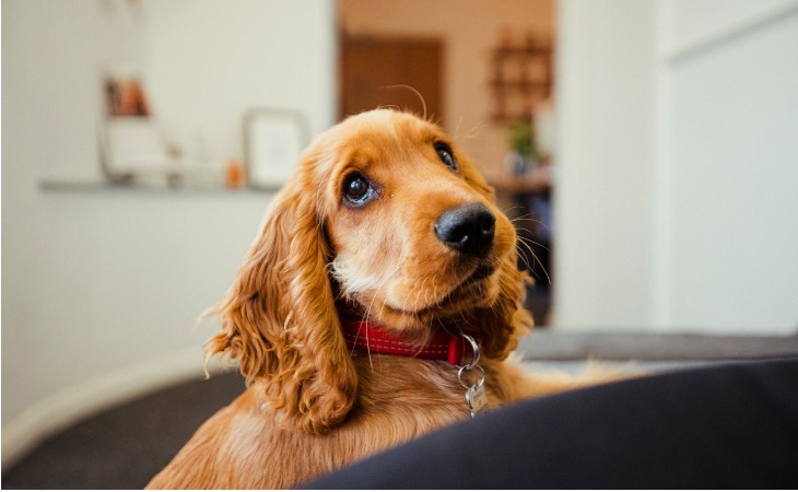 Cocker Spaniel pidiendo atención.