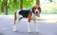 Descubre 10 razas de perros ingleses.