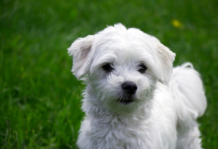 Cachorro Maltés blanco.