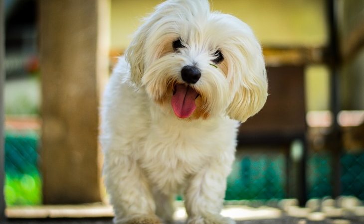 Bichon Maltés que saca la lengua