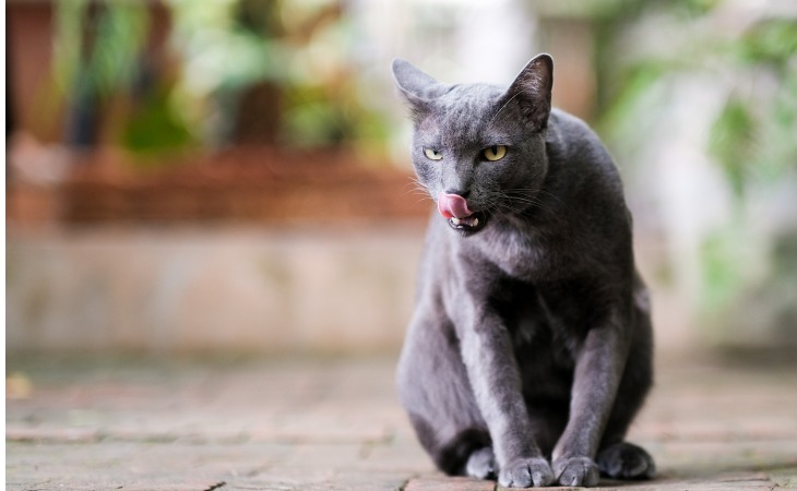 El Korat tiene un cuerpo bastante musculoso sin parecer demasiado masivo.