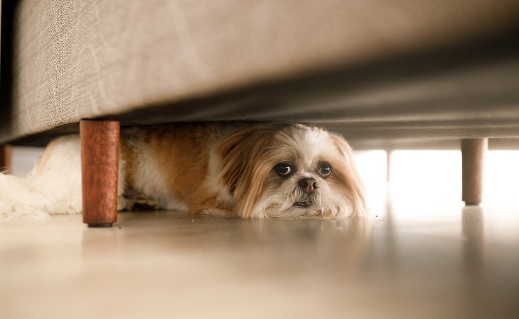 Perro escondido bajo la cama por miedo.