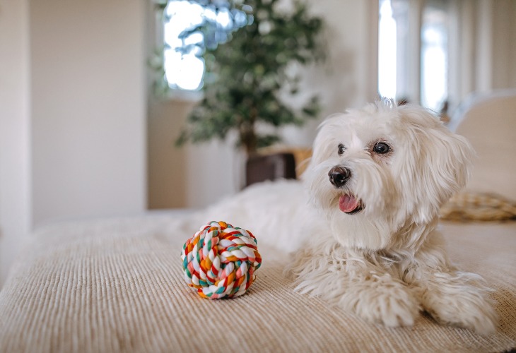 Bichon Maltés tumbado en un sofá con un juguete.