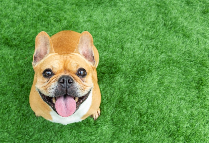 El Bulldog Francés tiene ojos saltones. 