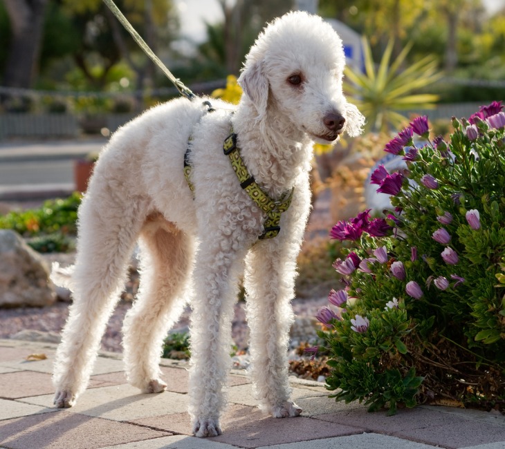 El Bedlington Terrier es un perro inteligente, orgulloso y de gran confianza.