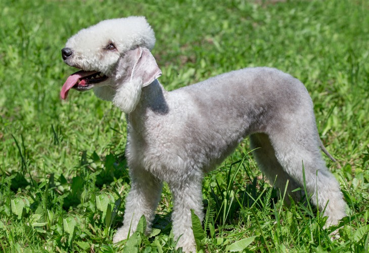 Con su suave y generoso pelaje, el Bedlington Terrier requiere cuidados regulares.