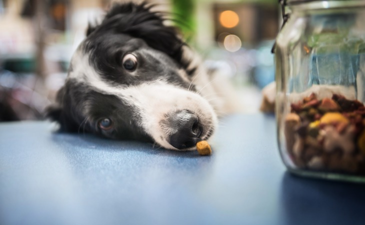 Perro que roba una croqueta.