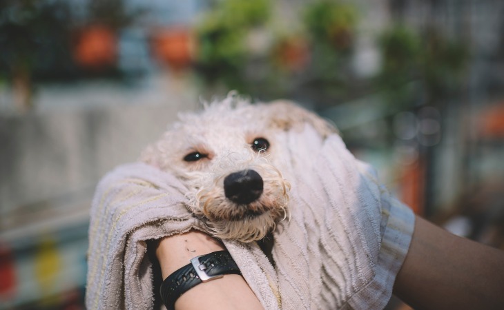 Perro secándose después de ser lavado.