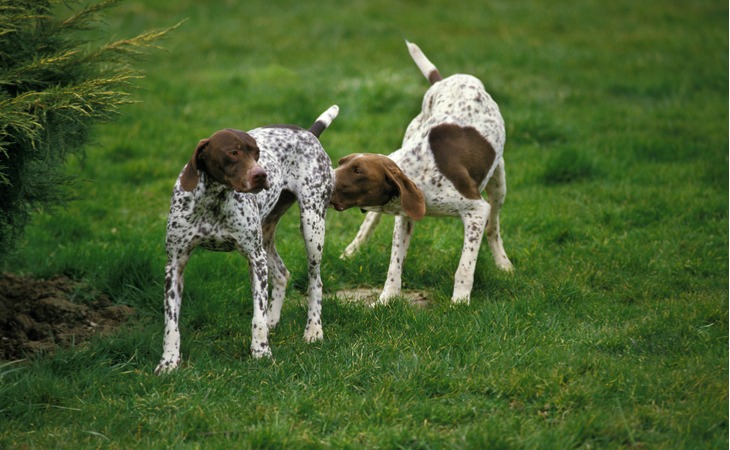 Perros que se huelen - ¿Por qué mi perro simula el acto sexual?