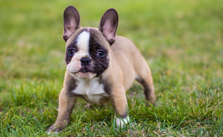 El Bulldog Francés es una raza canina francesa.