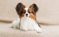 El Papillon Spaniel es una raza de perro francés.