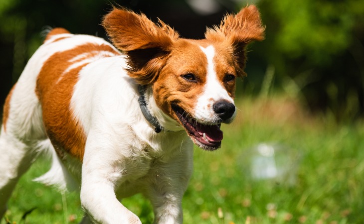 Spaniel de Bretaña: razas de perros franceses.