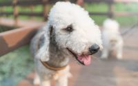 Retrato de une perro de raza Bedlington Terrier.