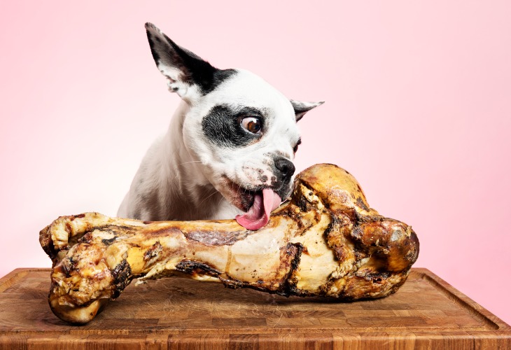 Los huesos cocidos también pueden ser un peligro para tu perro cuando los mastica.