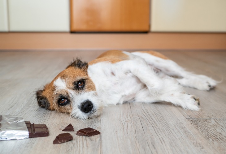 Si hay un alimento que no debes dar a tu perro, es el chocolate.