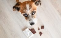 Descubre 10 alimentos peligrosos para perros.