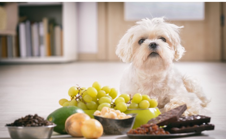 Las uvas, ya sean frescas o secas, son tóxicas para los perros.